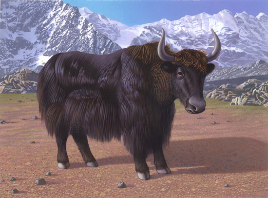 Yak